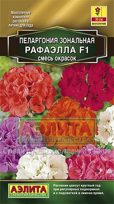 Пеларгония рафаэлла смесь окрасок Пеларгония рафаэлла смесь окрасок